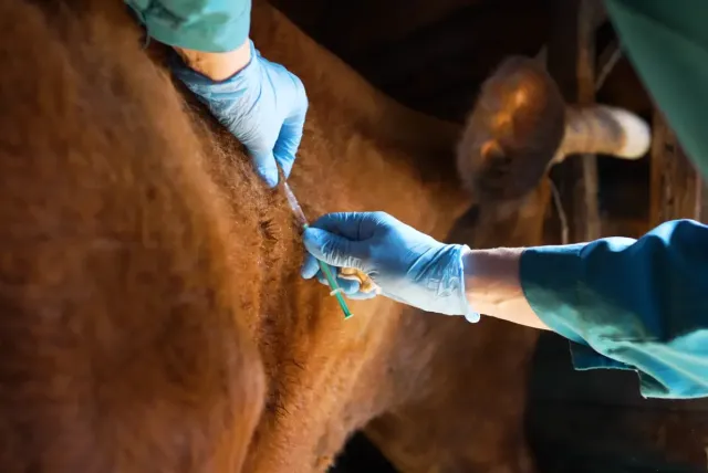 GDP Veterinair image