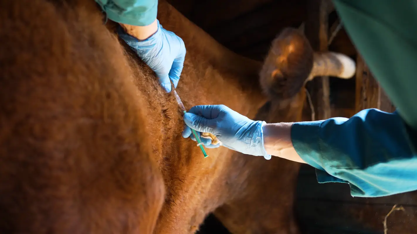 GDP Veterinair image